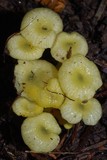 Gliophorus chromolimoneus image