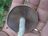 Cortinarius iodes image