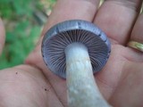 Cortinarius iodes image