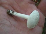 Hygrocybe angustifolia image