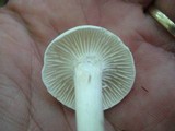 Hygrocybe angustifolia image