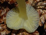 Gliophorus chromolimoneus image