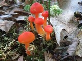Hygrocybe miniata image