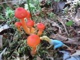 Hygrocybe miniata image