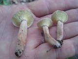 Hypomyces lateritius image