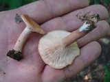 Lactarius quietus var. incanus image