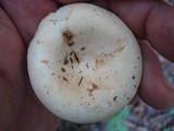 Lactarius subvellereus image
