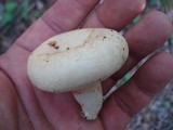 Lactarius subvellereus image