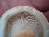 Lactarius subvellereus var. subdistans image