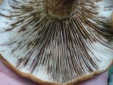Lactarius sordidus image