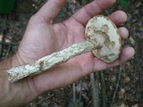 Leccinum aurantiacum image