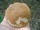 Leccinum aurantiacum image