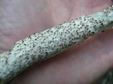 Leccinum aurantiacum image