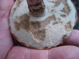 Leccinum aurantiacum image