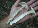 Leccinum aurantiacum image