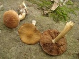 Psathyrella delineata image