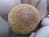 Psathyrella delineata image