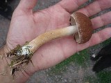 Psathyrella delineata image