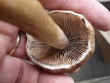 Psathyrella delineata image