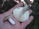 Russula modesta image