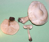Melanoleuca verrucipes image