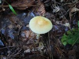 Marasmius strictipes image