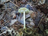 Marasmius strictipes image