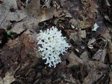 Ramariopsis kunzei image