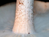 Melanoleuca verrucipes image