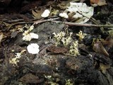 Clavulina coralloides image