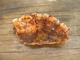 Stereum gausapatum image