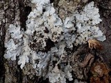 Lobaria amplissima image