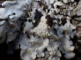 Lobaria amplissima image