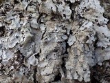 Lobaria amplissima image