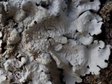Lobaria amplissima image