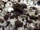 Lobaria amplissima image