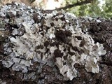 Lobaria amplissima image