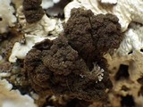 Lobaria amplissima image
