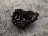 Lobaria amplissima image