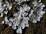 Lobaria amplissima image