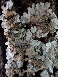 Lobaria amplissima image