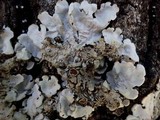 Lobaria amplissima image