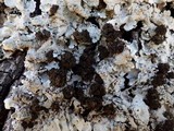 Lobaria amplissima image