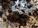 Lobaria amplissima image