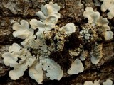 Lobaria amplissima image