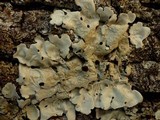 Lobaria amplissima image