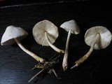 Leucocoprinus cepistipes image