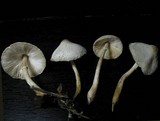 Leucocoprinus cepistipes image