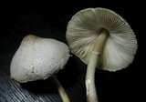 Leucocoprinus cepistipes image