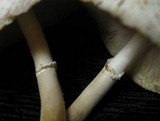 Leucocoprinus cepistipes image